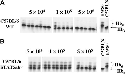 Figure 7. Cell dose response for engraftment of C57BL/6 background BM cells following injection into nonirradiated W/Wv hosts. (A) To determine the dose-response relationship for C57BL/6 wild-type mouse engraftment, BM cells were injected at doses of 5 × 104, 1 × 105, and 5 × 105 cells into W/Wv hosts. (B) The same doses were also injected for C57BL/6 STAT5ab–/– donor BM cells. For both C57BL/6 wild-type and STAT5ab–/– BM injections, engraftment was determined 16 weeks later by hemoglobin electrophoresis. Shown on the right of each panel are the Hbs and Hbd controls.