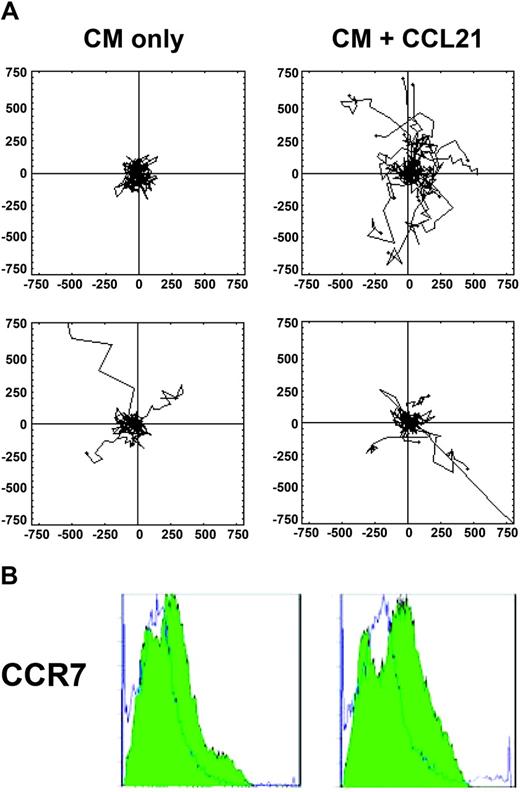 Figure 3. Decreased motility by WASp-null BMDCs in response to CCL21. (A) Control and WASp-null DCs were exposed to 100 ng/mL CCL21, and their migration was followed by time-lapse microscopy for 5 hours. Data on cell tracks were collected using Openlab software and further analyzed using a Mathematica notebook to generate data on cell trajectories and cell speed. In the absence of chemokine (CM), little persistent movement was observed in either control (top row) or WASp-null (bottom row) LPS-matured DCs (mean cell speed = 0.073 ± 0.0076 μm/sec and 0.072 ± 0.013 μm/sec, respectively; mean distance traveled = 1314 ± 137 μm and 858 ± 97 μm, respectively; not significant, P > .05). Stimulation with CCL21 (CM + CCL21) dramatically increased both the speed of movement and the persistence of directional migration in control cells, whereas WASp-null DCs failed to migrate effectively (mean cell speed = 0.119 ± 0.0082 μm/sec and 0.076 ± 0.013 μm/sec, respectively; mean distance traveled 2143 ± 145 μm and 1031 ± 110 μm, P < .01). Occasional poorly adhered cells, which moved out of the frame, were excluded from the analysis. The cell tracks from 1 of 2 separate experiments were merged into a single file for analysis, giving a total of 22 to 25 cells per treatment. The x- and y-axes are scaled in micrometers (μm). Statistical differences in migration were calculated using a Student t test. (See also supplemental movie 2A-D). (B) Levels of CCR7 expression in matured cells from control (left) and WASp-deficient (right) animals were equivalent when measured by flow cytometry. Unfilled histograms represent an isotype control. Filled histograms indicate specific expression.