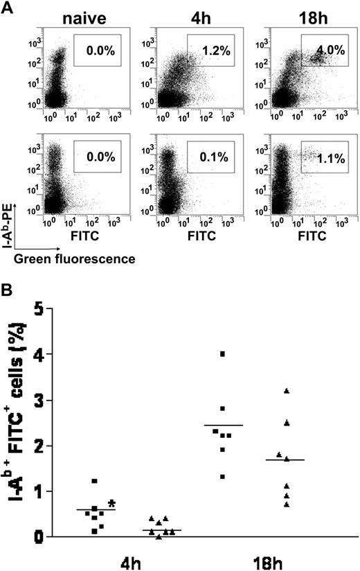 Figure 4. Impaired migration of WASp-null skin DCs to LNs following contact sensitization with FITC. Normal and WASp-null mice were painted with FITC, after which single-cell suspensions of draining LNs were prepared at 4 hours and 18 hours before analysis by flow cytometry. (A) Flow cytometry detects, 4 hours after sensitization, a small but higher percentage of I-Ab+/FITC+ cells (right quadrant) in normal (WT, top row) compared with mutant (WASp-null, bottom row) LNs. Consistently, at 18 hours after sensitization, a higher number of I-Ab+/FITC+ cells (right quadrant) are found in normal LNs; in contrast, WASp-null I-Ab+/FITC+ showed a more variable response. The identity of a small population of I-Ab–/FITC+ cells was not determined. This panel represents 1 experiment of 7. (B) Chart shows pooled data of 7 experiments for each group, where each symbol represents a single mouse. A greater percentage of I-Ab+/FITC+ immigrants was found in normal (WT, ▪) compared with mutant (WASp-null, ▴) LNs (*P < .05; Mann-Whitney test) at 4 hours after sensitization only. Horizontal bars indicate the mean.