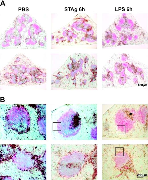 Figure 6. WASp-null CD11c+ DCs are able to redistribute from red pulp and the marginal zone of the white pulp to the T-cell zone after challenge with STAg or LPS, although some DCs remain in the marginal zone. Spleens from control sv129 (WT) and WASp-null mice were challenged with PBS, STAg, and LPS and analyzed 6 hours after injection. The sections were stained for CD11c (brown) and CD19 (pink) to delineate the follicles in the white pulp and analyzed. (A) The splenic microarchitecture in the WASp-null mice (bottom row) was observed to be somewhat disfigured compared with control mice (top row). At low power, “nests” of DCs in T-cell areas are clearly visible in both mice (scale bar represents 400 μm). (B) Higher-power images indicate the presence of CD11c+ cells exclusively in T-cell areas (arrow) in normal spleen (top row) after challenge with STAg or LPS. However, in WASp-null spleen (bottom row) a proportion of CD11c+ cells is retained in the marginal zone (highlighted in boxed areas) (scale bar represents 200 μm). The STAg challenge data shown are representative of 3 experiments, and LPS challenge data represent 1 experiment with triplicate samples.
