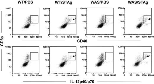 Figure 7. IL-12p40 is produced at similar levels by normal (WT) and WASp-null (WAS) CD11c+CD8α+ DCs in response to STAg 6 hours after injection. Arrows indicate the gated CD11c+ splenocytes expressing CD40 or IL-12 after STAg challenge; this expression is absent in PBS-treated spleens. An isotype-matched rat IgG2a control antibody produced a staining pattern identical to that seen with the PBS control (data not shown). Data presented are from 1 of 2 independent experiments with similar results.