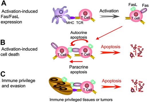 Figure 1. Physiologic regulation of immune responses by Fas/FasL-induced apoptosis. (A) Activation of T cells by the engagement of T-cell receptors (TCR) with the peptide/major histocompatibility complex (MHC) bimolecular complex in conjunction with the transduction of secondary signals (not shown) leads to the up-regulation of both Fas and FasL expression. (B) Upon repeated antigenic stimulation, T cells become sensitive to Fas/FasL-mediated apoptosis and undergo activation-induced cell death (AICD) via either autocrine or paracrine apoptosis. (C) Immune privileged tissues, such as the eye and testis, express FasL that triggers apoptosis in lymphocytes expressing Fas as a mechanism to prevent massive exacerbation of inflammatory reactions. Similarly, many tumor cells express FasL during disease progression and eliminate tumor reactive T cells as a means of immune evasion.