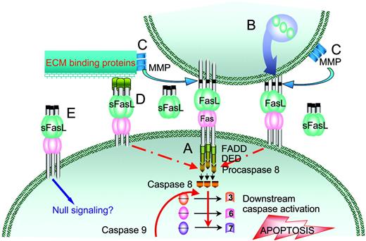 Figure 2. Fas/FasL-mediated apoptosis. (A) Binding of 3 FasL molecules with Fas leads to cell surface oligomerization, recruitment of the adapter protein FADD (Fas-associated protein with death domain), and procaspase-8 via its death effector domain (DED) into a death-inducing signaling complex (DISC). Activation of procaspase-8 by autocatalysis results in the initiation of extrinsic apoptosis by converting inactive effector procaspases-3, -6, and -7 into active enzymes via transproteolysis and intrinsic apoptosis via cleavage of Bid, release of cytochrome c, and activation of caspase-9 (not shown). (B) FasL is synthesized and stored as a membranous protein in vesicles by selected cell types. Upon activation by various physiologic stimuli, these vesicles are excreted from the cell and cause apoptosis of Fas-positive cells. (C) Wild-type FasL is cleaved from the cell surface by matrix metalloproteinases (MMPs) and accumulates as a soluble protein (sFasL). (D) sFasL may transiently interact with proteins on the cell surface or the extracellular matrix (ECM) to form oligomeric structures with apoptotic activity. (E) sFasL as a soluble homotrimer cannot induce oligomerization of Fas and as such blocks apoptosis by competing with the membranous form for Fas binding.