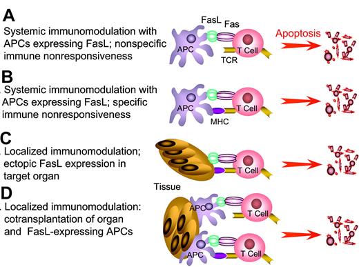 Figure 3. FasL as an immunomodulatory approach to induce tolerance. APCs genetically modified to express FasL or “decorated” with exogenous FasL are injected into hosts with autoimmunity or allograft recipients to eliminate pathogenic, activated T cells by sheer physical close proximity (A) or antigen-mediated interaction (B). This approach has the potential to eliminate a significant repertoire of antigen-specific T cells, and as such generate systemic tolerance. Tolerance may be the end result of physical elimination of antigen-specific T cells and/or induction and expansion of T cells with regulatory functions. (C) Localized immunomodulation with FasL expressed in the target tissues. (D) Localized immunomodulation induced by cotransplantation of APCs expressing FasL with target tissues. The anticipation is that FasL in panels C-D will generate an immune-privileged site that provides the first line of defense and confers protection by keeping pathogenic T cells in check until long-lasting protective immunoregulatory mechanisms are activated. This approach is particularly attractive in transplant settings that allow the manipulation of donor graft, rather than the recipient for tolerance induction, and as such may be associated with minimal adverse side effects in the host compared with host systemic manipulation.