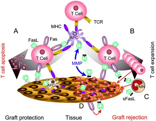 Figure 4. Complexity of FasL-based immunomodulation. (A) Immunomodulation using noncleavable FasL expressed in target tissues or APCs. Noncleavable FasL is primarily apoptotic and effectively eliminates pathogenic T cells, resulting in the protection of target organs from autoimmunity and alloreactive immunity. (B) Wild-type FasL is cleaved from the surface of APCs or target tissues by matrix metalloproteinases (MMPs) and accumulates in intercellular space. sFasL blocks apoptosis by competing for Fas binding with the membranous FasL and serves as a chemotactic factor for neutrophils (C). (D) Destruction of target tissues expressing Fas. Cells in selected tissues, such as myocytes, express Fas and are sensitive to Fas/FasL-mediated apoptosis. Immunomodulation with APCs modified to express FasL or direct expression of FasL in such tissues results in tissue damage induced by the interaction of FasL with Fas.