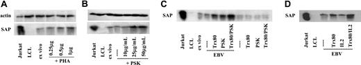 Figure 1. SAP expression reflects the presence of activated T cells. Immunoblot of lysates corresponding to 1 × 105 cells. In all experiments, Jurkat and LCLs were used as positive and negative controls, respectively. (A) T-enriched cells from cord blood were exposed to PHA for 3 days. Dose response. (B) EBV-infected CBMCs cultured with 10 μg/mL, 25 μg/mL, and 50 μg/mL PSK. (C) Cultures of CBMCs were initiated with or without EBV infection. Trx80 (100 nM), PSK (25 μg/mL), or Trx80 + PSK were added as indicated. The results show 1 of 4 experiments. (D) To the EBV-infected CBMC cells Trx80, IL-2 (20 U/mL), or both were added as indicated. Panels B-D represent results of 6-day-old cultures.