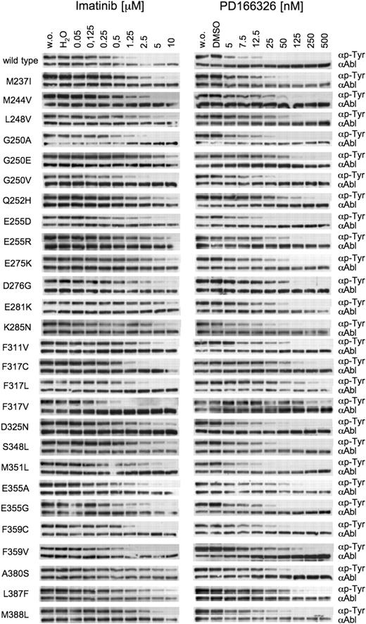 Figure 3. Inhibition of wild-type and mutant Bcr-Abl by imatinib and PD166326.Point mutations of Bcr-Abl that were identified in resistant colonies were cloned. Parental Ba/F3 cells were transfected with mutant constructs. Stable cell lines were incubated without (w.o.) and in the presence of imatinib (left column) and PD166326 (right column) at the indicated concentrations. Whole cell lysates were subjected to SDS-PAGE. Blots were probed for phosphotyrosine and Abl. Y253H, E255K, E255V, and T315I were previously reported.18