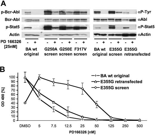 Figure 5. Increased amounts of phosphorylated Bcr-Abl and Stat5 protein in kinase inhibitor-resistant sublines growing in the presence of inhibitor. (A) Ba/F3-BA-wt cells (BA wt original), sublines derived from the PD166326 screen harboring mutations as indicated (screen), and Ba/F3 cells freshly transfected with Bcr-Abl E355G (E355G retransfected) were cultured without and in the presence of 25 nM PD166326. Whole cell lysates were analyzed for content of phosphorylated and total Bcr-Abl, phosphorylated Stat5, and actin. (B) Shift of dose-response of Ba/F3 cells transformed with engineered E355G in the presence of PD166326 compared with the subline derived from the screen expressing E355G. Ba/F3-BA-wt (+), Ba/F3 Bcr-Abl E355G screen (⋄), and Bcr-Abl E355G retransfected (▵) were processed as in Figure 4.