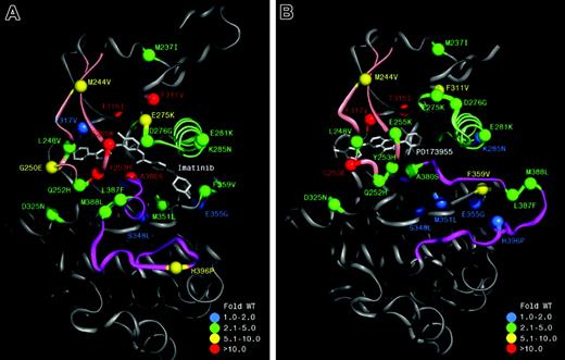Figure 6. Extent of cellular resistance for mutations identified within the Bcr-Abl kinase domain to imatinib and PD166326. Ribbon representation of the c-Abl kinase domain in complex with imatinib (A; derived from Protein Data Bank 1IEP,34 with the A-loop in a closed conformation) and the pyrido-pyrimidine PD173955 (B; PDB 1M52,15 with the A-loop in an open conformation), with C-helix in light green, P-loop in dusky pink, and A-loop in magenta. Labels indicate the residue number of human c-Abl kinase type Ia. The colors of the spheres represent the degree of cellular resistance to imatinib (A) and PD166326 (B), expressed as fold cellular IC50 of wild-type Bcr-Abl in Ba/F3 cells.