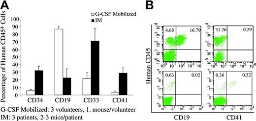Figure 3. Multilineage engraftment of NOD/SCID mice. (A) Analysis of myelopoiesis, B lymphopoiesis, and megakaryocytopoiesis in the BM of the NOD/SCID mice that received transplants of either normal G-CSF-mobilized PB (□;n = 3) or IM PB (▪;n = 3) CD34+ cells. Overall distribution of myeloid (CD33+) lineages, B-lymphoid (CD19+) lineages, progenitor cells (CD34+), and megakaryocytes (CD41+) among human cells (CD45+). Values are shown as the mean ± SD. (B) Representative flow cytometric analysis of BM from mice that received transplants of PB CD34+ cells from a G-CSF-mobilized volunteer (top row) or a patient with IM (bottom row). BM cells were analyzed by flow cytometry at 9 to 15 weeks after transplantation.