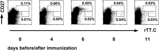 Figure 1. Kinetics of rTT.C-specific CD19+ B cells after TT vaccination. The kinetics of the appearance of CD27high or CD27+ cells specific for rTT.C in blood, of a representative donor, demonstrates the sequential release of PBs and memory B cells. The rTT.C-specific CD19+ B cells at day 0 or days 4, 6, 8, and 11 after booster immunization with TT were identified by labeling of Ag-specific B cells with rTT.C-Dig and anti-Dig FITC. Staining of viable CD19+ PBMCs with anti-CD27 Cy5 mAb, rTT.C-Dig, and anti-Dig FITC is shown. Percentages of CD19+ B cells are indicated.