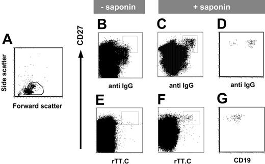 Figure 3. rTT.C-specific CD27high PBMCs express intracellular IgG. Phenotype of rTT.C-specific PBMCs 6 days after TT booster immunization. Formaldehyde-fixed PBMCs were gated (A) and stained with anti-CD27 Cy5 mAb, biotinylated anti-CD19 mAb/SA PerCP, anti–human IgG-FITC, rTT.C-Dig, and anti-Dig PE in the presence (C-D, F-G) or absence (B, E) of saponin. Expression of intracellular IgG, surface CD27, and surface CD19 of rTT.C-specific PBMCs, gated as indicated in panels C and F, is shown in panels D and G, respectively.