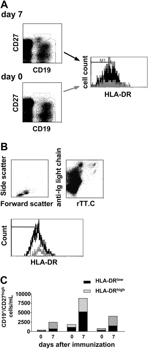 Figure 7. Mobilization of CD19+/CD27high/HLA-DRlow plasma cells after vaccination. In the course of TT/diphtheria vaccination, CD19+/CD27high PBMCs were analyzed for their expression levels of HLA-DR. Living PBMCs were identified according to light scatter properties and PI (gating not shown). The expression level of HLA-DR on CD19+/CD27high PBMCs, found in peripheral blood on day 0 (▦) and day7(▪) after immunization, is shown (A). According to the different expression level of HLA-DR found (A-B) CD19+/CD27high PBMCs were classified in HLA-DRlow/HLA-DRhigh (A). Recently generated PBs were identified as intracellular Ig+/HLA-DRhigh PBMCs specific for rTT.C (B). Based on the enumeration of CD19+ lymphocytes by TruCount and flow cytometry, the numbers of recently generated PBs CD19+/CD27high/HLA-DRlow (▪) and CD19+/CD27high/HLA-DRhigh PCs (▧) (as identified in panel A) from 3 healthy donors on days 0 and 7 after immunization were then calculated as shown in panel C.