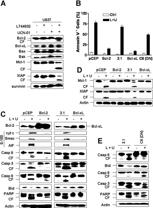 Figure 3. L744832/UCN-01-induced apoptosis is primarily mediated by activation of the intrinsic, mitochondrial pathway. (A) U937 cells were exposed to 10 μM L744832 in either the presence or absence of 100 nM UCN-01 for 18 hours, after which expression of Bcl-2 family molecules (eg, Bcl-2, Bcl-xL, Bax, Bak, and Mcl-1) and XIAP was evaluated by Western blot analysis. (B) U937 cells stably transfected with Bcl-2 or its empty vector (pCEP) or, alternatively, Bcl-xL, dominant-negative (DN) caspase-8 (C8), or their respective empty vector (pcDNA3.1) were treated with 10 μM L744832 (L) + 100 nM UCN-01 (U) for 18 hours, after which the percentage of apoptotic cells was determined by annexin V-FITC/flow cytometry. Results represent the means ± SD for 3 separate experiments performed in triplicate. (C-D) Bcl-2/U937, pCEP/U937, Bcl-xL/U937 and pcDNA3.1/U937 cells were treated as described in panel B, after which whole cells were lysed and subjected to Western blot analysis to monitor expression of Bcl-2 or Bcl-xL and cleavage of caspases, Bid, PARP (C), Mcl-1, and XIAP (D). Alternatively, S-100 fractions were prepared as described in “Materials and methods,” and Western blot analysis was performed to assess cytosolic distribution of cytochrome c, Smac/DIABLO, and AIF. (E) DN caspase-8/U937 and pcDNA3.1/U937 cells were treated as described in panel B, after which Western blot analysis was employed to monitor expression of caspase-8 and cleavage of caspases, Bid, and PARP. For panels A and C-E, each lane was loaded with 30 μg protein; blots were subsequently stripped and reprobed for expression of β-actin, as indicated, to ensure equivalent loading and transfer of protein. Two additional studies yielded equivalent results. CF indicates cleavage fragment.