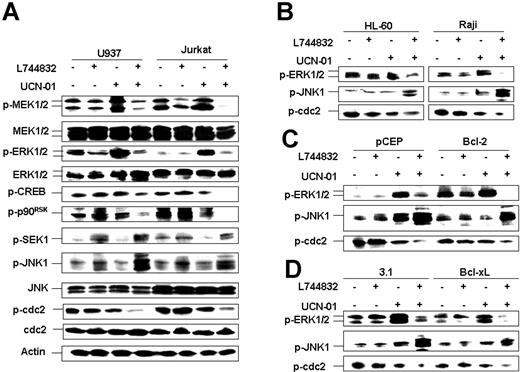 Figure 4. L744832 blocks UCN-01-induced MEK/ERK activation while promoting activation of SEK/JNK and p34cdc2 upstream of mitochondrial dysfunction. (A) U937 and Jurkat cells were exposed to 10 μM L744832 in either the presence or absence of UCN-01 (U937, 100 nM; Jurkat, 150 nM) for 18 hours, after which Western blot analysis was performed to monitor phosphorylation of the p42/44MAPK-related proteins (eg, MEK, ERK, CREB, and p90RSK), stress-related (SAPK/JNK) proteins (eg, SEK1 and JNK1), and cdc2/Cdk1. (B) The phosphorylation of ERK1/2, JNK1, and cdc2 was also monitored in HL-60 and Raji cells after treatment with 10 μM L744832 with or without UCN-01 (HL-60, 100 nM; Raji, 150 nM) for 18 hours. (C-D) Bcl-2/U937 and pCEP/U937 cells (C) or Bcl-xL/U937 and pcDNA3.1/U937 cells (D) were exposed to 10 μM L744832 with or without 100 nM UCN-01 for 18 hours, after which cells were lysed and subjected to Western blot analysis to assess phosphorylation statuses of ERK1/2, JNK1, and cdc2. In each panel, 30 μg protein was loaded in each lane; blots were subsequently stripped and reprobed for expression of β-actin to ensure equivalent loading and transfer of protein. The results are representative of 3 separate experiments.