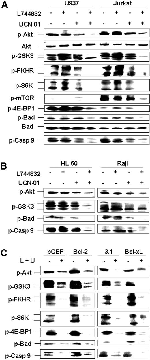 Figure 5. Combined exposure to UCN-01 and L744832 inactivates Akt signaling pathways independently of mitochondrial-mediated apoptosis. (A) U937 and Jurkat cells were treated with 10 μM L744832 with or without UCN-01 (U937, 100 nM; Jurkat, 150 nM) for 18 hours, after which Western blot analysis was performed to evaluate expression of total and/or phosphorylated Akt and its downstream targets (eg, GSK-3α/β, FKHR/FKHRL, p70/p85 S6 kinase, mTOR, 4E-BP1, Bad, and caspase-9). (B) Phosphorylation of Akt, GSK-3α/β, Bad, and caspase-9 was assessed in HL-60 and Raji cells after treatment with 10 μM L744832 ± UCN-01 (HL-60, 100 nM; Raji, 150 nM) for 18 hours. (C) Bcl-2/U937 and pCEP/U937 (left panels) or Bcl-xL/U937 and pcDNA3.1/U937 cells (right panels) were exposed to 10 μM L744832 (L) + 100 nM UCN-01 (U) for 18 hours, after which the phosphorylation status of Akt, GSK-3α/β, FKHR/FKHRL, p70/p85 S6 kinase, 4E-BP1, Bad, and caspase-9 was monitored by Western blot analysis. In each panel, each lane was loaded with 30 μg protein; blots were subsequently stripped and reprobed for expression of β-actin to ensure equivalent loading and transfer of protein. Two additional studies yielded equivalent results.