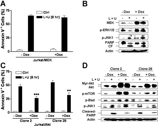 Figure 6. Inducible expression of myristoylated Akt but not constitutively active MEK attenuates the lethality of UCN-01/L744832 regimen in human leukemia cells. (A) Jurkat cells stably transfected with a Tet-on inducible constitutively active MEK construct were exposed to 10 μM L744832 (L) + 150 nM UCN-01 (U) for 8 hours following a 24-hour induction with 2 μg/mL doxycycline (Dox), after which the percentage of apoptotic cells was determined by annexin V-FITC/flow cytometry. (B) MEK/Tet-on Jurkat cells were treated as in panel A, after which cells were lysed and subjected to Western blot analysis to monitor expression of MEK, phosphorylation of ERK1/2 and JNK1, and cleavage of PARP. (C) Jurkat cells (clone no. 2 and clone no. 29) stably transfected with a Tet-on inducible myristoylated Akt construct were incubated for 8 hours with 10 μM L744832 + 150 nM UCN-01 following a 24-hour induction with 2 μg/mL Dox, after which annexin V-FITC/flow cytometry was performed to determine the percentage of apoptotic cells. (D) Alternatively, 2 clones (no. 2 and no. 29) of Akt/Tet-on Jurkat cells were treated as described in panel C, after which Western blot analysis was employed to assess expression of myr-Akt, phosphorylation status of mTOR, Bad, and JNK1, and cleavage of PARP. For panels A and C, the results represent the means ± SD for 3 separate experiments performed in triplicate. ***P < .02 and **P < .05); significantly lower than values for cells of the same clone exposed to L744832 + UCN-01 without Dox-induction. For panels B and D, 30 μg protein was loaded in each lane; blots were subsequently stripped and reprobed for expression of β-actin to ensure equivalent loading and transfer of protein. The results were representative of 3 separate experiments. CF indicates cleavage fragment. Two additional studies yielded equivalent results.