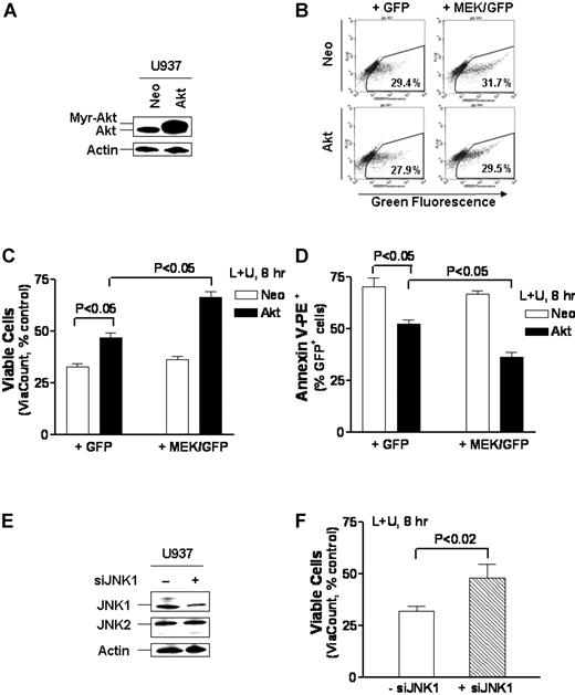 Figure 7. Enforced MEK/ERK activation requires ectopic expression of Akt to protect cells from UCN-01/L744832-mediated apoptosis, while JNK activation plays a functional role in the lethality of this regimen. (A) U937 cells were stably transfected with constitutively active myr-Akt (Akt/U937) and its empty vector (Neo/U937), and Western blot analysis was performed to monitor expression of Akt. (B) Akt/U937 and Neo/U937 cells were transiently transfected with either MEK/EGFP or enhanced GFP (EGFP). After 24 hours, flow cytometry was employed to monitor transfection efficiency by determining the percentage of GFP-positive cells within the gated areas. Results are representative of 3 separate experiments. (C) MEK/EGFP and EGFP-transfected Akt/U937 or Neo/U937 cells, after a 24-hour recovery, were incubated for 8 hours with 10 μM L744832 + 100 nM UCN-01, after which the percentage of viable cells was determined using the Guava ViaCount assay as described in “Materials and methods.” (D) Alternatively, cells were stained by annexin V-PE and subjected to flow cytometric analysis to determine the percentage of annexin V-positive/GFP-positive cells. (E) U937 cells were transfected with JNK1 siRNA oligonucleotides as described in “Materials and methods.” After 24 hours, the levels of JNK1 and JNK2 were monitored by Western blot analysis. (F) Following a 24-hour recovery, JNK1 siRNA-transfected U937 cells were exposed to 10 μM L744832 + 100 nM UCN-01 for 8 hours, after which the percentage of viable cells was determined by ViaCount assay. For panels A and E, each lane was loaded with 30 μg protein; blots were subsequently stripped and reprobed for expression of β-actin to ensure equivalent loading and transfer of protein. Two additional studies yielded equivalent results. For panels C, D, and F, values represent the means ± SD for 3 separate experiments performed in triplicate.