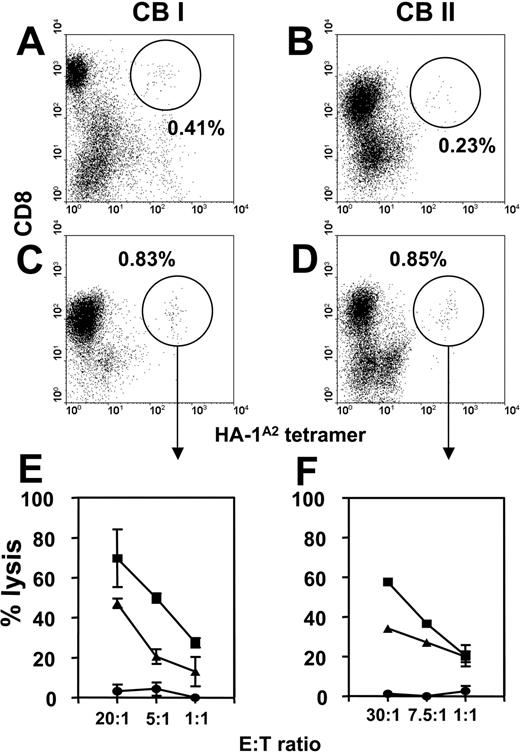 Figure 1. Ex vivo generation of HA-1-specific cytotoxic T cells from HLA-A2pos/HA-1neg cord blood. Purified CB CD8pos T cells were cultured in the presence of autologous HA-1H-expressing dendritic cells and T helper cells. Results of 2 different CB cultures are shown (I and II). Samples were stained with HA-1A2 tetramers (x-axis) and CD8 antibodies (y-axis). The percentages of HA-1A2 tetramerpos CD8pos T cells are shown after 14 (A, B), 28 (C), or 21 days of culture (D). HA-1A2 CD8pos T cells were FACS sorted (indicated by arrow), expanded, and tested for cytoxic activity (E, F). Target cells: HLA-A2pos/HA-1neg EBV-LCL (•), HLA-A2pos/HA-1neg EBV-LCL pulsed with HA-1H peptide (▪), and HLA-A2pos/HA-1pos EBV-LCL (▴). Data are presented as mean percentage of lysis ± SD.