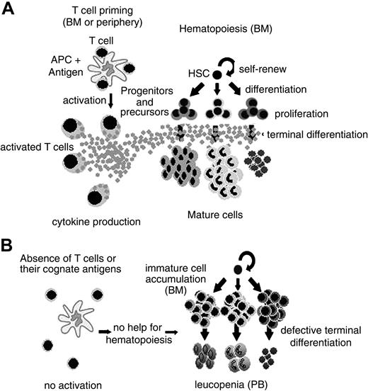 Figure 7. A model for CD4+ T-cell–dependent normal hematopoiesis. (A) In the presence of antigen-primed CD4+ T cell, cytokines are secreted and terminal differentiation of hematopoietic committed progenitors and precursors is efficient. (B) When CD4+ T cells are absent or their cognate antigens are not available, hematopoiesis is defective, resulting in (left) immature cell accumulation in the bone marrow or (right) leukopenia in the peripheral blood.