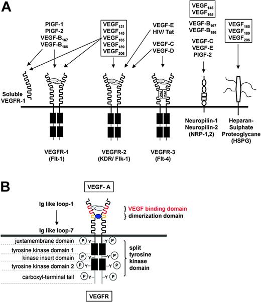 Figure 1. Interactions of VEGF family members with their receptors. (A) Growth factors and receptors of the VEGF family. Interactions of the VEGF family members VEGF-A, -B, -C, -D, -E, PlGF-1, PlGF-2 and the human immunodeficiency (HIV) Tat protein with the receptor tyrosine kinases VEGFR-1, VEGFR-2, and VEGFR-3; the accessory isoform specific receptors neuropilin-1 and -2 (NPR-1, -2); and heparansulfate proteoglycane (HSP) are shown. The receptors are displayed with their major structural motifs. VEGF-A splicing forms are in boxes. The extracellular domain of VEGFR-1 also is expressed as a soluble protein. (B) VEGFR-1 and -2. VEGF-A mediates its activity mainly via 2 receptor tyrosine kinases, VEGFR-1 and -2. VEGFR-1 and -2 are single-pass transmembrane receptors with 7 immunoglobulin (Ig)–like loops in the extracellular domain and a cytoplasmic tyrosine-kinase domain, separated by an intervening, noncatalytic, 70-aa residue sequence. Two VEGF monomers linked together by disulfide bonds induce receptor dimerization, thereby triggering kinase activation of both the receptor itself and several cytoplasmic signal transduction molecules.