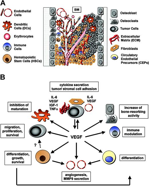 Figure 2. The pathophysiologic functions of VEGF within the BM microenvironment. (A) Components of the bone marrow microenvironment and tumor angiogenesis. The BM microenvironment is a heterogeneous population of cells that are in tight association with the extracellular matrix (ECM) (fibronectin, laminin, collagen): immune cells (including NK cells, T lymphocytes, and monocytes) and dendritic cells (DCs); erythrocytes (Erys); hematopoietic stem cells (HSCs); progenitor and precursor cells; bone-marrow–derived circulating endothelial precursors (CEPs); endothelial cells (ECs); fibroblasts; osteoblasts and osteoclasts; and the tumor cells. Pro- and antiangiogenic molecules secreted by both the stromal and tumor cells contribute to tumor growth and progression. Tumor-derived angiogenic factors like VEGF promote tumor angiogenesis. Tumor vessels grow by co-option, sprouting, and intussusception, as well as by recruitment of CEPs and HSCs. Moreover, some tumor cells act as endothelial cells and form avascular conduits or mosaic blood vessels. (B) Additional biologic functions of VEGF. Besides angiogenesis, VEGF regulates hematopoiesis by mediating HSC survival and repopulation via both an autocrine loop and by inducing differentiation of multiple hematopoietic lineages. Moreover, VEGF inhibits maturation of DCs, increases bone-resorbing activity, modulates immune responses (eg, enhances NK cell adhesion to tumor endothelium), triggers CEP differentiation, and mediates monocyte and CEP recruitment to the vasculature. In the context of cancer, VEGF is an important growth, migration, and survival factor in Kaposi sarcoma, leukemia, and MM. These highly integrated processes involve paracrine, autocrine, and juxtacrine secretion of multiple growth factors, cytokines, and chemokines including IL-6, VEGF, IGF-1, and TNFα; and release of active metalloproteinases (MMPs, such as MMP9); as well as direct tumor–stromal cell and tumor cell–ECM contact.