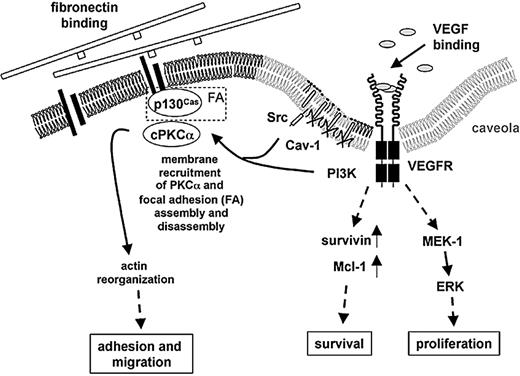 Figure 4. VEGF signal transduction in MM cells. VEGF mediates MM cell proliferation via MEK-1/ERK signaling and MM cell survival via up-regulation of survivin and Mcl-1. VEGF-induced MM cell migration on fibronectin is dependent on the localization of VEGFR-1 within caveolae, followed by Src tyrosine kinase family–dependent phosphorylation of caveolin-1, PI3-kinase, and PKCα.