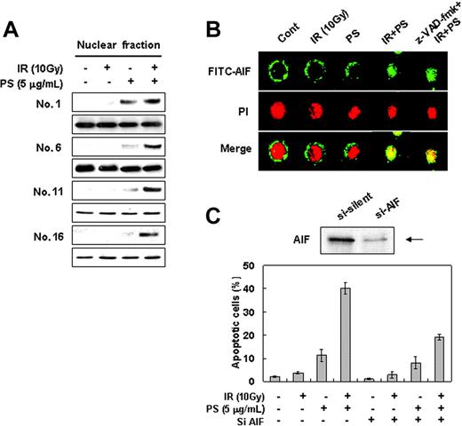 Figure 2. Combination treatment of phytosphingosine with ionizing radiation induces AIF translocation to nucleus. (A) Analysis of AIF translocation by subcellular fractionation. Nuclear fraction was obtained from the Jurkat clones treated with 10 Gy of γ-radiation alone, 5 μg/mL of phytosphingosine alone, or combination of γ-radiation (10 Gy) and phytosphingosine (5 μg/mL) and was subjected to Western blot analysis with anti-AIF (top blot of each pair) and -Ref-1 (bottom blot of each pair) antibodies. Ref-1 was used as a nuclear marker protein. (B) Representative confocal images for translocation of AIF to the nucleus and nuclear condensation after combination treatment in clone no. 6 in the absence or presence of 30 μM z-VAD-fmk. The nuclear translocation of AIF is demonstrated by the overlap of AIF (green) and nuclear staining (red), as noted by yellow color. (C) siRNA targeting of AIF attenuates combination treatment-induced cell death. The clone no. 6 transfected with AIF siRNA was treated with 10 Gy of γ-radiation and/or 5 μg/mL of phytosphingosine. After 3 hours, cells were stained with Hoechst 33258, and apoptotic cells were quantitated by fluorescence microscopy. Results from 3 independent experiments are shown as means ± SEM.