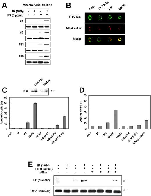 Figure 3. Combination treatment of ionizing radiation with phytosphingosine enhances Bax translocation to mitochondria. (A) Analysis of Bax translocation by subcellular fractionation. Mitochondrial fractionation was performed with Jurkat clones treated with 10 Gy of γ-radiation alone, 5 μg/mL of phytosphingosine alone, or combination of γ-radiation (10 Gy) and phytosphingosine (5 μg/mL). After 3 hours, proteins were subjected to Western blot analysis with anti-Bax (top blot of each pair) and HSP 60 (bottom blot of each pair) antibodies. HSP 60 was used as a mitochondrial marker protein. (B) Representative confocal images for translocation of Bax to the mitochondria. Clone no. 6 was incubated with Mitotracker and stained with anti-Bax antibody and analyzed by confocal laser scanning microscopy. Mitochondrial localization of Bax was defined by yellow spots, indicating overlap of fluorescein isothiocyanate (Bax) and Mitotracker-Red. (C) siRNA targeting of the Bax attenuates combination treatment-induced cell death. The clone no. 6 transfected with Bax siRNA was treated with 10 Gy of γ-radiation alone and/or 5 μg/mL of phytosphingosine. After 3 hours, cells were stained with Hoechst 33258 and apoptotic cells were quantitated by fluorescence microscopy. Results from 3 independent experiments are shown as means ± SEM. (D) The clone no. 6 transfected with Bax siRNA was treated with 10 Gy of γ-radiation and/or 5 μg/mL of phytosphingosine. After 3 hours, mitochondrial transmembrane potential of these cells was determined by retention of DioC3(6) added during the last 30 minutes of treatment. After removal of the medium, the amount of retained DioC3(6) were measured by flow cytometry. (E) The clone no. 6 transfected with Bax siRNA was treated with 10 Gy of γ-radiation and/or 5 μg/mL of phytosphingosine. After 3 hours, nuclear fraction was prepared and was subjected to Western blot analysis with anti-AIF and -Ref-1 antibodies. Ref-1 was used as a nuclear marker protein.