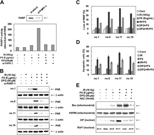 Figure 5. Enhancement of PARP-1 activation by combination treatment of ionizing radiation with phytosphingosine. (A) Clone no. 6 was treated with 10 Gy of γ-radiation alone, 5 μg/mL of phytosphingosine alone, or combination of γ-radiation (10 Gy) and phytosphingosine (5 μg/mL) in the presence or absence of 30 μM DPQ or PARP-1 siRNA. After 3 hours, PARP enzyme activity was measured using a commercial kit under guidance of manufacturer (see “Materials and methods”). (B) Radiation-resistant cells were treated with 10 Gy of γ-radiation and/or 5 μg/mL of phytosphingosine in the presence or absence of 30 μM DPQ or PARP-1 siRNA. After 3 hours, cell lysates were subjected to Western blot analysis with anti-PARP-1 and β-actin antibodies. The data represent a typical experiment conducted at least 3 times with similar results. (C) Radiation-resistant cells were treated with 10 Gy of γ-radiation and 5 μg/mL of phytosphingosine in the presence or absence of 30 μM DPQ. After 3 hours, mitochondrial transmembrane potential of these cells was determined by retention of DioC3(6) added during the last 30 minutes of treatment. After removal of the medium, the amounts of retained DioC3(6) were measured by flow cytometry. (D) Radiation-resistant cells were treated with 10 Gy of γ-radiation and/or 5 μg/mL of phytosphingosine in the presence or absence of 30 μM DPQ. After 3 hours, cells were stained with Hoechst 33258, and apoptotic cells were quantitated by fluorescence microscopy. Results from 3 independent experiments are shown as means ± SEM. (E) Clone no. 6 was treated with 10 Gy of γ-radiation and/or 5 μg/mL of phytosphingosine in the presence or absence of 30 μM DPQ and 10 mM NAC. After 3 hours, mitochondrial or nuclear fractions were prepared. Mitochondrial protein fraction was subjected to Western blot analysis with anti-Bax and -HSP 60 antibodies, and nuclear protein fraction was subjected to Western blot analysis with anti-AIF and -Ref-1 antibodies. HSP 60 and Ref-1 were used as mitochondria and nuclear marker proteins, respectively.