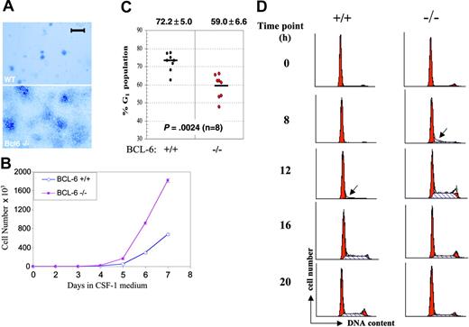 Figure 1. BM-derived BCL-6-/- macrophages hyperproliferate due to accelerated G1-to-S phase transition. (A) Morphology of macrophage colonies from liquid culture stained with methylene blue. A Zeiss Stemi microscope (Carl Zeiss Microimaging, Thornwood, NY) was used, and was equipped with a 4 ×/0.65 objective lens. The image was acquired with QImaging Retiga (QImaging, Burnaby, BC, Canada). Scale bar is equal to 1 mm. (B) Growth curves of wild-type (⋄) and BCL-6-/- macrophages (▪) in the high CSF-1 medium. (Error bars representing SD are too small to be visible in this case.) (C) Cell cycle analysis based on PI staining and flow cytometry. Percentages of G1 cells from 8 independent primary macrophage preparations are plotted for each genotype. Bars in the graph represent group means, shown with SD at the top and the P from a 2-tailed Student t test below. (D) Cell cycle progression of CSF-1-starved cells at 0, 8, 12, 16, and 20 hours after CSF-1 readdition was monitored by PI staining followed by flow cytometry analysis. Red peaks indicate G1 and G2/M phases and dashed areas represent S phase fractions. Arrows point to the first appearance of S phase cells. Results in panels A, B, and D are representative of 2 independent experiments.