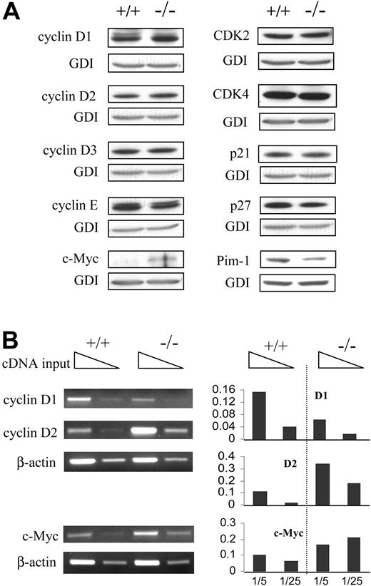 Figure 2. Expression of various cell cycle regulators in BCL-6-/- macrophages. (A) Western blot analysis of various cell cycle regulators involved in G1 progression. (B) Semiquantitative RT-PCR analysis of cyclin D1 and D2 and c-Myc. Template cDNAs were diluted 1:5 as well as 1:25 for each sample. Panels on the right are bar graphs of the data normalized with respect to the β-actin control. Results are representative of 2 to 3 independent experiments.