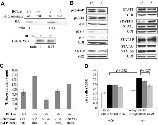 Figure 3. Increased STAT3 activation and its role in proliferation of BCL-6-/- macrophages. (A) IKK kinase assay. KA indicates kinase assay; IKKα WB, IKKα Western blot for loading control. (B) Activation status of several cell-signaling pathways assessed by Western blotting using antibodies to phosphorylated/active forms of signal transducers. We did not detect any signal for activated STAT1 (phospho-Tyr701). (C) Growth behavior of BCL-6-/- macrophages can be corrected by retroviral-mediated expression of either a wild-type BCL-6 or a DN STAT3 gene. 3H-thymidine incorporation assay of sorted GFP+ cells was performed 30 hours after retroviral infection. (D) Proliferation of BCL-6-/- macrophages as measured by MTT assays was decreased in a dose-dependent manner by AG490. Numbers on top of the graph are the P values of 2-tailed Student t tests performed on the corresponding pair of triplicate tests. Error bars represent SD. Results are representative of 2 independent experiments.