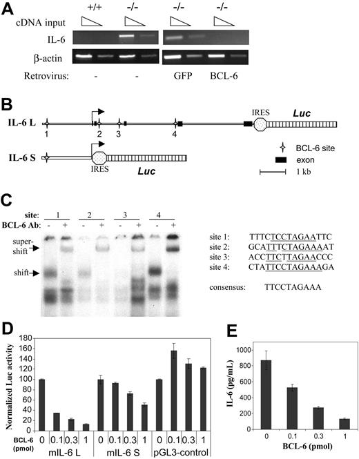 Figure 4. BCL-6 is a repressor of IL-6 transcription. (A) RT-PCR analyses of IL-6 mRNA expression in wild-type and BCL-6-/- macrophages, as well as in BCL-6-/- macrophages in which either BCL-6 or control GFP was retrovirally expressed. (B) Schematic representation of the 2 IL-6 reporter constructs used in the reporter assay. Locations of the 4 BCL-6 binding sites are also shown. (C) Gel shift analysis using synthetic oligos corresponding to the 4 BCL-6 motifs and nuclear extract from a BCL-6+ lymphoma cell line, Ly1. Specificity of the BCL-6/DNA complexes was shown in super-shift assays using a BCL-6 antibody. Sequences of the 4 BCL-6-binding sites studied are given in comparison with the 9-bp consensus BCL-6-binding site. (D) Reporter assays performed in 293T cells with the 2 IL-6 reporters and the indicated amounts of BCL-6 expression plasmids (pmol/plate). The experiments were performed in duplicate, and luciferase activities in all transfections were normalized to that in the absence of BCL-6, which is set as 100 in the graph. (E) Culture supernatants from the reporter assays in panel D were measured for IL-6 secretion by ELISA.