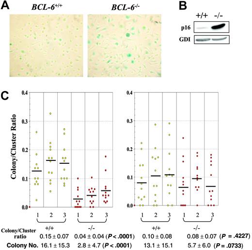 Figure 6. BCL-6-/- macrophages and determined macrophage progenitor cells enter senescence prematurely compared to wild-type controls. (A) Acidic β-galactosidase staining of in vitro differentiated macrophages on day 10 in CSF-1 medium. Representative images (original magnification ×10) from 6 independent experiments are shown. Wild-type macrophages in left panel; BCL-6-/- macrophages, right panel. (B) Western blot analysis of p16 expression in in vitro differentiated wild-type and BCL-6-/- macrophages. The result shown was obtained from day 10 macrophages, yet day 6 macrophages gave essentially the same result. (C) Colony-to-cluster ratios and colony numbers for cells of individual primary colonies picked from plates stimulated with either CSF-1 alone (left) or CSF-1 plus SCF (right). The primary colony cells were plated with CSF-1 on secondary plates for determination of their colony-forming (> 50 cells) and cluster-forming (< 50 cells) ability. Bars indicate the mean value for each mouse. Mean colony-to-cluster ratios and mean colony numbers ± SD for each genotype are presented under the graph. Because not all data sets conform to a gaussian distribution, the P values are from 2-sided Wilcoxon rank-sum tests performed to compare the results between BCL-6+/+ and BCL-6-/- cells.