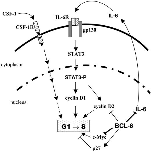 Figure 7. A model for regulation of macrophage cell cycle by BCL-6 via IL-6 and STAT3. Solid lines indicate regulatory relationships (direct or indirect) studied in this work; dashed lines, regulatory relationships not directly examined in this study. CSF-1R indicates CSF-1 receptor tyrosine kinase.