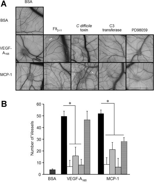 Figure 2. MCP-1–induced angiogenesis in vivo is dependent on VEGF-A and RhoA activation. To chorioallantoic membranes (CAMs) of 10-day-old chick embryos, MCP-1 (10 ng/mL) and, where indicated, Flt2-11 (1 mg/mL; Calbiochem, San Diego, CA), C difficile toxin (20 ng/mL), C3 transferase (100 μg/mL), or 10 μM PD98059 (p42/44 MAPK inhibitor) was applied as described in “Study design.” Bovine serum albumin (BSA; 20 ng/mL) and VEGF (10 μg/mL) were used as negative and positive controls, respectively. (A) After 72 hours of incubation, newly formed blood vessels were photographed. (B) The number of newly formed vessels radiating from the applied spot was counted by 2 independent observers. ▪ indicates VEGF-A165 or MCP-1 alone; □, with Flt2-11; ▦, with C difficile; ▨, with C3 transferase; and ▤, with PD98059. Data are shown as means ± SE. *P < .05, as determined by Mann-Whitney U test.