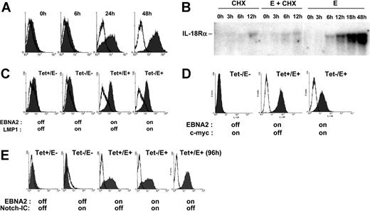 Figure 2. EBNA2 but not LMP1, c-myc, or Notch induces IL-18Rα expression in nontransformed B cells. (A) Flow cytometric analysis of IL-18Rα expression (Figure 1B) in EREB2-5 cells treated with estrogen for the indicated times. (B) EREB2-5 cells were treated with estrogen (abbreviated E) and/or cycloheximide (CHX). Total RNA was prepared at the indicated time points, blotted, and probed with IL-18Rα cDNA. (C) Flow cytometric analysis of IL-18Rα expression in LMPtet-EREB cells treated with estrogen and/or tetracycline for 24 hours, as indicated. (D) Flow cytometric analysis of IL-18Rα expression in P493-6 cells treated with estrogen (EBNA2 on) and/or tetracycline (c-myc off) for 24 hours, as indicated. (E) Flow cytometric analysis of IL-18Rα expression in 1414 cells treated with estrogen (EBNA2 on) and/or tetracycline (Notch-IC off) for 24 or 96 hours, as indicated.