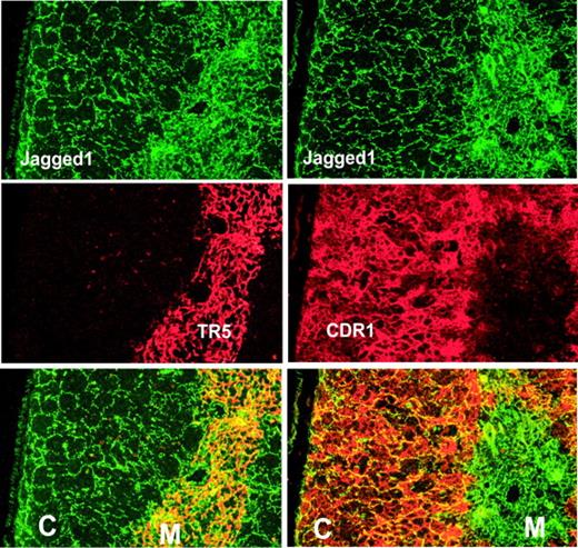 Figure 1. Immunohistochemical analysis of Jagged1 expression in the thymus. Frozen sections of C57BL/6 thymic lobes were stained with antibody specific for the intracellular domain of Jagged1 (green) and costained (red) with antibodies specific for medullary (TR5) or cortical epithelial cells (CDR1). Bottom panels show overlays of the 2 stains above, with the cortex (C) and medulla (M) indicated (Magnification, × 20).
