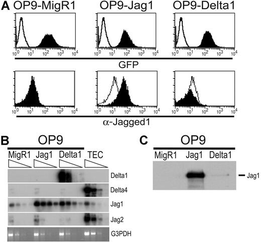Figure 2. Characterization of OP9 stromal cells expressing murine Jagged1. (A) Flow cytometric analysis of OP9-MigR1, OP9-Jagged1 (Jag1), and OP9-Delta1 for GFP expression (top row) or for cell surface expression of Jagged1 (bottom panels). Empty histograms show negative controls. For GFP, control is fluorescence in nontransduced OP9 cells (top panels). For anti-Jagged1 staining, control is OP9-MigR1 cells stained with anti-Jagged1 (bottom row). (B) Expression of Notch ligand mRNAs in OP9 stromal cells and normal thymic epithelial cells (TECs) by RT-PCR followed by Southern blot. cDNAs were normalized by TaqMan PCR for HPRT, and 5-fold serial dilutions of normalized cDNAs were subjected to PCR for different Notch ligands or G3PDH as a loading control. (C) OP9 cell lysates were immunoprecipitated with an antibody directed against the extracellular domain of Jagged1, and Western blots were probed with antisera directed against the intracellular domain of Jagged1.