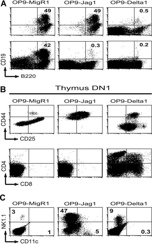 Figure 5. Both Delta1 and Jagged1 inhibit B-cell development in DN1 thymocytes, but only Delta1 promotes their maturation into CD4+CD8+ T cells. (A) Flow cytometric analysis for B-cell markers after 21 days of coculture of BM-HSCs (top row), or 11 days of coculture of thymus DN1 (bottom row) on OP9-MigR1, OP9-Jagged1, or OP9-Delta1. (B) Maturation of DN1 thymocytes into T cells after 26 days of coculture on OP9-MigR1, OP9-Jagged1, or OP9-Delta1. Early DN stages are distinguished by expression of CD44 and CD25, and maturation to the DP stage is monitored by expression of CD4 and CD8. (C) Differentiation of DN1 thymocytes into non–T-cell lineages after 26 days of coculture on OP9-MigR1, OP9-Jag1, or OP9-Delta1 by expression of CD11c and NK1.1. Numbers in quadrants refer to the percentage of gated populations in that quadrant.