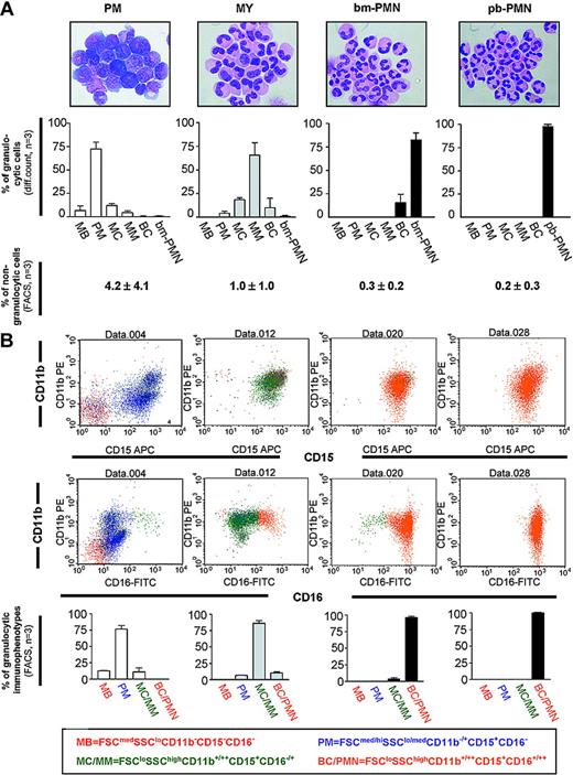 Figure 1. Characterization of BM populations highly enriched in PMs, MYs, bm-PMNs, and pb-PMNs. (A, top row) Wright-Giemsa-stained cytospin preparations demonstrate the shape (× 1000 magnification) and the differential count of the purified BM and PB populations (mean ± SD, n = 3), including myeloblasts (MBs), promyelocytes (PMs), myelocytes (MCs), metamyelocytes (MMs), band cells (BCs), and neutrophils from bone marrow (bm-PMNs) and peripheral blood (pb-PMNs). (Bottom row) Two-color flow cytometry analysis was applied to determine the frequency of residual nongranulocytic cells (CD3, CD19, CD14, glycophorin-A, CD56, CD61) in cell populations following purification (mean ± SD, n = 3). (B, top and middle rows) Example of a typical 3-color flow cytometry analysis of BM and PB populations. (Bottom row) The purified populations were subcategorized as MBs, PMs, MCs/MMs, and BCs/PMNs based on cellular size, granularity, and expression profile of the CD15, CD11b, and CD16 surface markers (mean ± SD, n = 3).