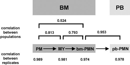 Figure 2. Developmental distance between PM, MY, bm-PMN, and pb-PMN populations. Schematic illustration of terminal granulocytic differentiation. The Pearson correlation coefficients (γ) were calculated by correlating the transcriptomes (all 44 760 probe sets on microarrays) of populations to define a quantitative measure reflecting the developmental distance between the 4 populations.