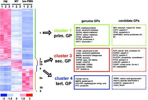 Figure 4. Identification of new GP candidates. (Left) Hierarchical clustering of 6700 differentially expressed genes in PM, MY, and bm-PMN populations. The relative expression levels for genes in each BM population (n = 9) are presented by a color scale, whereby red reflects high expression (3 × SD), white reflects mean expression, and blue reflects low expression (-3 × SD). (Right) Lists of genuine GPs and new GP candidates. Genes were defined as GP candidates if they had expression profiles similar to genuine GPs (ie, assigned to cluster 1, 3, 4) and had reported functions critical for immune response.