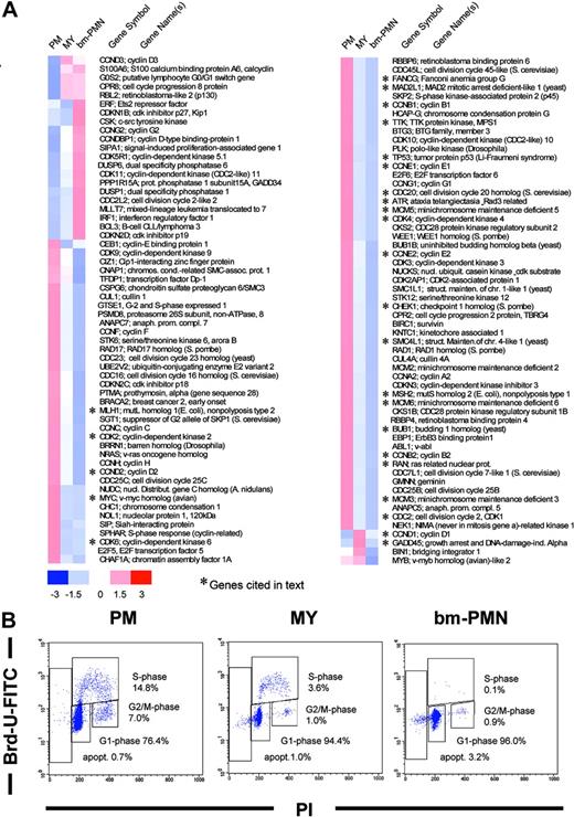 Figure 5. Cell cycle-related genes. (A) Hierarchical clustering of differentially expressed cell cycle-related genes in PM, MY, and bm-PMN populations. The mean relative expression levels for genes in BM populations are presented by a color scale, whereby red reflects a high expression (3 × SD), white reflects mean expression, and blue reflects low expression level (-3 × SD). (B) Representative flow cytometry analysis of G1, S, G2/M phases in PM, MY, bm-PMN populations. Cells to the left of the G1 population with less than 2n DNA content are undergoing apoptosis.