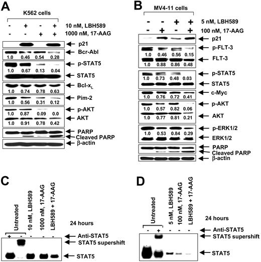 Figure 3. Cotreatment with LBH589 and 17-AAG causes greater attenuation of the levels of Bcr-Abl and FLT-3, and inhibits STAT5 DNA binding in K562 and MV4-11 cells. (A) Following treatment with 10 nM of LBH589 and/or 1000 nM 17-AAG for 24 hours, Western blot analyses of p21, Bcr-Abl, p-STAT5, STAT5, Bcl-xL, Pim-2, p-AKT, AKT, p-ERK1/2, ERK1/2, and PARP were performed on the cell lysates from K562 cells. The levels of β-actin served as the loading control. (B) Following treatment with 5 nM of LBH589 and/or 100 nM 17-AAG for 24 hours, Western blot analyses of p21, p-FLT-3, FLT-3, p-AKT, AKT, p-ERK1/2, ERK1/2, p-STAT5, STAT5, and PARP were performed on the cell lysates from MV4-11 cells. The levels of β-actin served as the loading control. (C,D) Cotreatment with LBH589 and/or 17-AAG inhibits STAT5 DNA binding activity more than either agent alone in K562 (C) and MV4-11 cells (D). Following treatment of K562 or MV4-11 cells with indicated concentrations of LBH589 and/or 17-AAG for 24 hours, nuclear extracts were tested for the DNA binding activity of STAT5 by EMSA. For supershift analysis, the nuclear extracts were treated with anti-STAT5 antibody before the addition of the poly(dI-dC) and the labeled DNA probe.