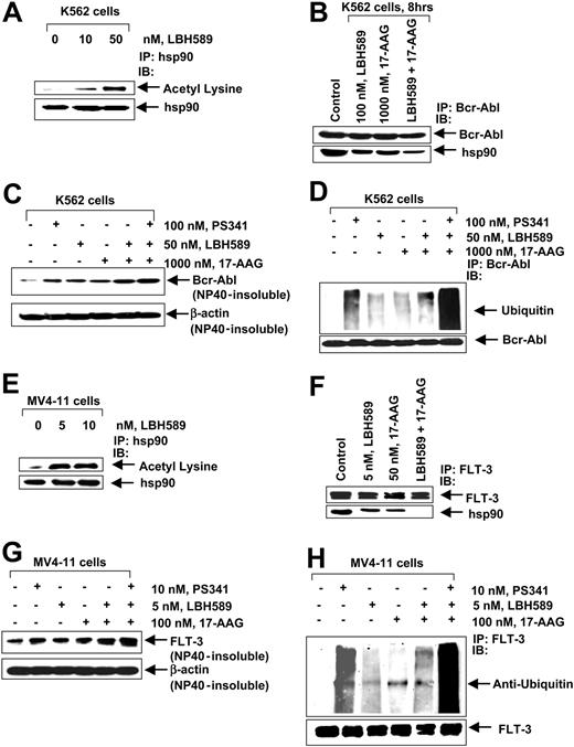 Figure 6. LBH589 acetylates and inhibits hsp90 chaperone function, promoting polyubiquitylation and proteasomal degradation of Bcr-Abl and FLT-3. (A) K562 cells were exposed to the indicated concentrations of LBH589 for 8 hours. After this, hsp90 was immunoprecipitated from the cell lysates and immunoblotted with either anti-hsp90 or antiacetylated lysine antibody. (B) K562 cells were treated with the indicated concentrations of LBH589 and/or 17-AAG for 8 hours. After this, immunoprecipitates containing Bcr-Abl from the cell lysates were immunoblotted with anti-Abl or anti-hsp90 antibodies. (C) K562 cells were either cotreated with the indicated concentrations of LBH589, 17-AAG, and PS341, and/or with the agents alone, for 8 hours. The detergent (NP-40)-insoluble fraction was immunoblotted with Bcr-Abl antibody. The levels of β-actin served as the loading control. (D) K562 cells were either cotreated with the indicated concentrations of LBH589, 17-AAG, and PS341, and/or with the agents alone for 8 hours. After this, immunoprecipitates of Bcr-Abl from the cell lysates were immunoblotted with anti-ubiquitin or anti-Bcr-Abl antibodies. (E) MV4-11 cells were exposed to the indicated concentrations of LBH589 for 8 hours. After this, hsp90 was immunoprecipitated from the cell lysates and immunoblotted with either anti-hsp90 or antiacetylated lysine antibody. (F) MV4-11 cells were treated with the indicated concentrations of LBH589 and/or 17-AAG for 8 hours. After this, immunoprecipitates of FLT-3 from the cell lysates were immunoblotted with anti-FLT-3 or anti-hsp90 antibodies. (G) MV4-11 cells were either cotreated with the indicated concentrations of LBH589, 17-AAG, and PS341, and/or with the agents alone for 8 hours. The detergent (NP-40)-insoluble fraction was immunoblotted with anti-FLT-3 antibody. The levels of β-actin served as the loading control. (H) MV4-11 cells were either cotreated with the indicated concentrations of LBH589, 17-AAG, and PS341, and/or with the agents alone for 8 hours. After this, immunoprecipitates of FLT-3 from the cell lysates were immunoblotted with anti-ubiquitin or anti-FLT-3 antibodies.
