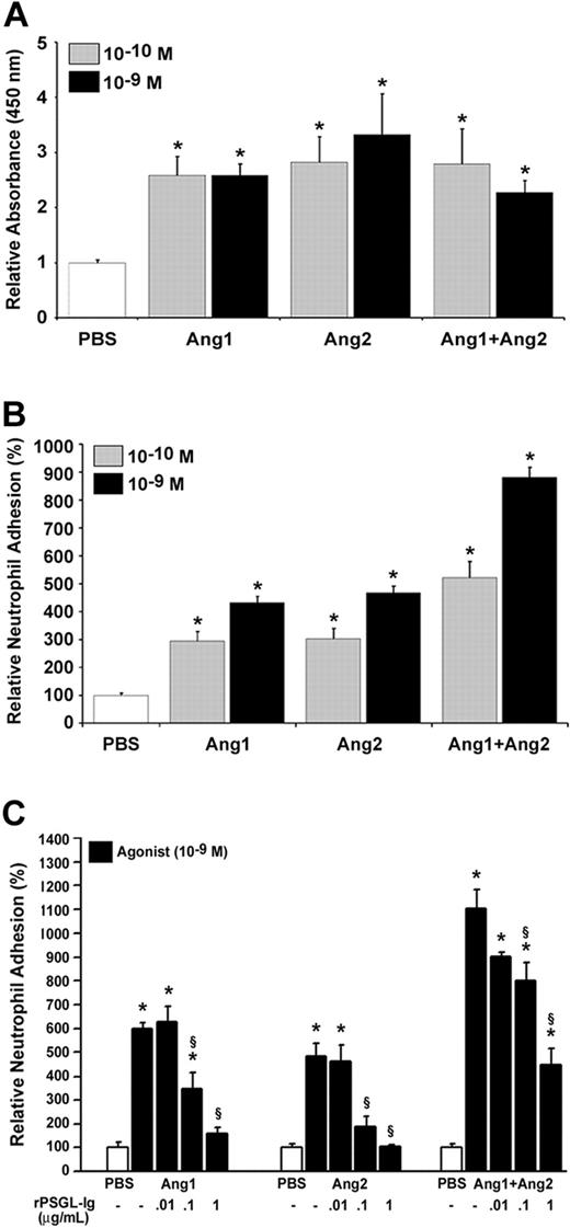 Figure 3. Stimulation with Ang1 and Ang2 induces an additive effect on neutrophil adhesion but not on P-selectin translocation. Endothelial P-selectin translocation (A) and neutrophil adhesion onto HUVECs (B) were quantified upon stimulation with either Ang1, Ang2, or both Ang1 and Ang2 (10–10 M or 10–9 M; 7.5 minutes). The requirement of endothelial P-selectin translocation for neutrophil adhesion (C) was demonstrated after pretreating HUVECs with rPSGL-Ig (0.01 to 1 μg/mL; 15 minutes) prior to stimulation with Ang1, Ang2, or both Ang1 and Ang2 (10–9 M; 7.5 minutes). Data are means ± SEM of at least 7 experiments; *P = .01 compared with PBS, §P = .01 compared with corresponding agonist.
