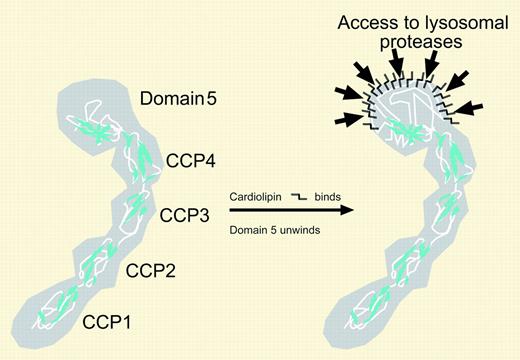 β2–glycoprotein I is shown as a space-filling representation with polypeptide backbone highlighted. On binding anionic phospholipid, domain 5 undergoes steric change so that cryptic epitopes are unmasked in the lysosomes of antigen-presenting cells. The antibodies thought to be important in mediating thrombosis are directed against domain 1.