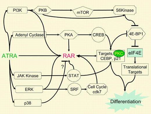 A web of ATRA actions. A flow diagram illustrating the interactions discussed in this capsule and the article by Lal et al. ATRA, by as yet unknown mechanisms, activates a number of signaling pathways usually activated by growth factors. These signaling pathways also impact RAR function. Nontranscriptional and transcriptional effects of ATRA converge at one node, the translational inhibitor 4E-BP1, through the RAR target gene PKCδ as well as p70-S6kinase, which was rapidly activated, presumably through non–RAR-mediated effects on the PI3K pathway. The net result is to augment the action of ATRA on transcription, translation, and the cellular outcome of growth and differentiation.